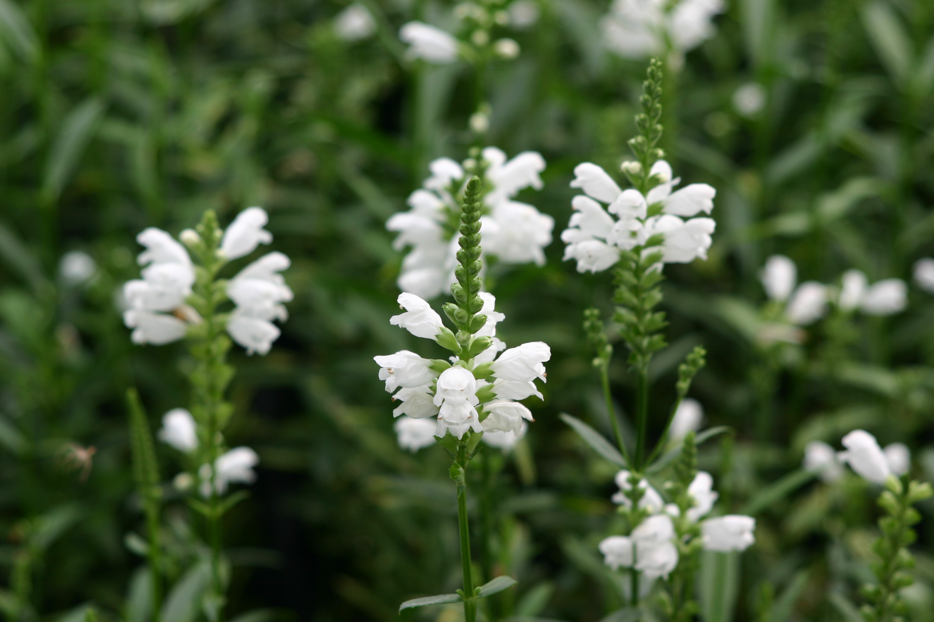Physostegia virginiana 'Alba'